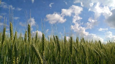 Wheat Field Under Blue Sky