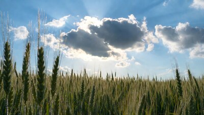 Wheat Field with Sun Rays and Clouds