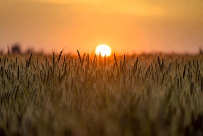 Sunset over wheat field