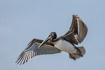 Brown Pelican Flying in Sky