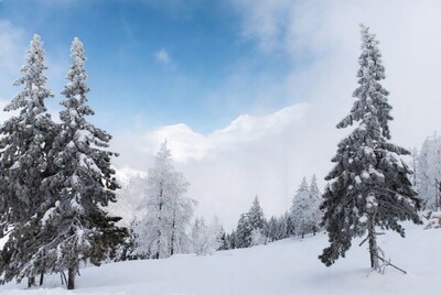 Snowy pine trees with mountains