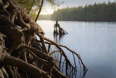 Tree roots in calm river with forest