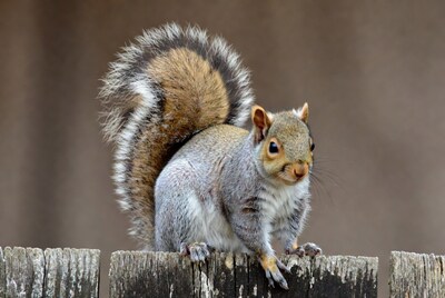 Gray squirrel on wooden fence