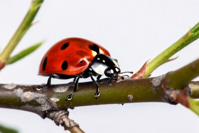 Ladybug on green stem