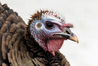 Close-up turkey head portrait