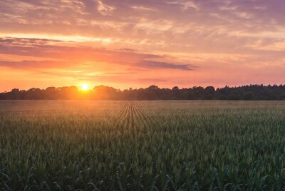 Sunset over cornfield with trees