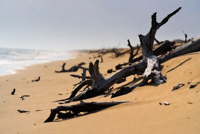 Driftwood on sandy beach