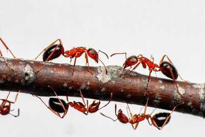 Red ants crawling on branch