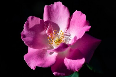 Pink Rose Closeup on Black Background