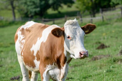 Holstein Cow in Green Pasture