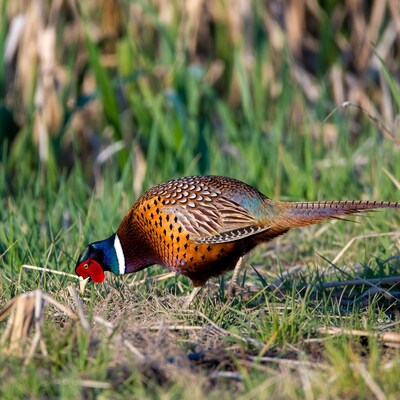 Pheasant foraging in grass