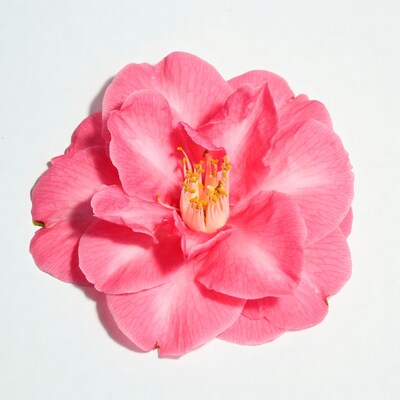Pink Camellia Flower on White Background
