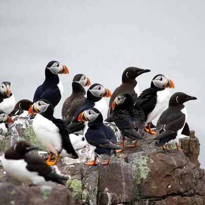 Group of puffins on rocky cliff