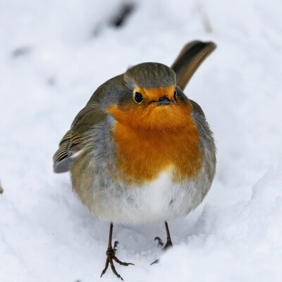 Robin standing in snow