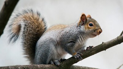 Gray squirrel on tree branch