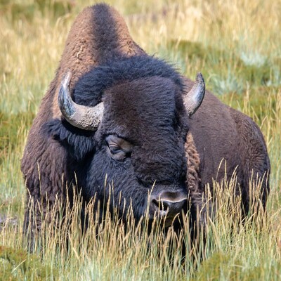Bison standing in tall grass
