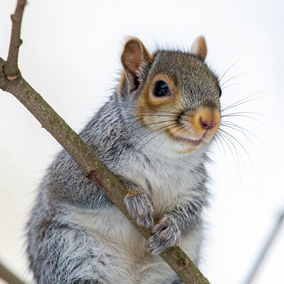 Cute squirrel on tree branch