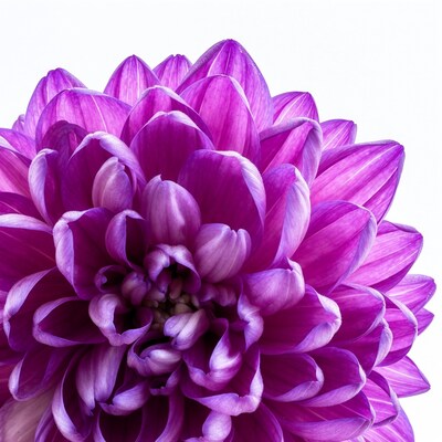 Purple Dahlia Flower Closeup