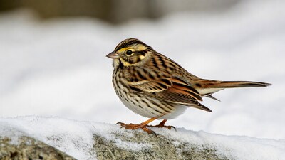 Savannah Sparrow on snowy rock