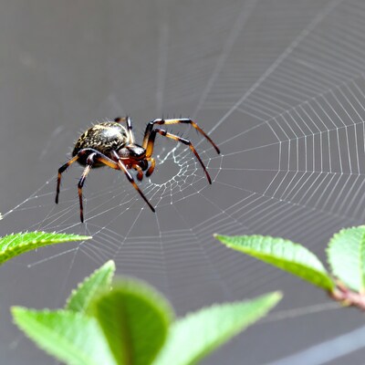 Spider on web with green leaves