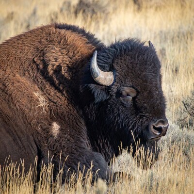 Bison lying in golden grass