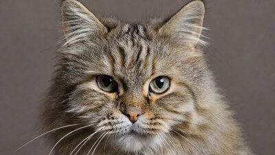 Close-up of tabby cat with green eyes
