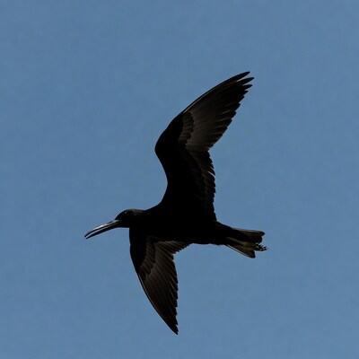 Black Tern Flying Over Blue Sky