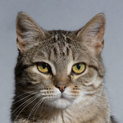 Tabby cat with green eyes