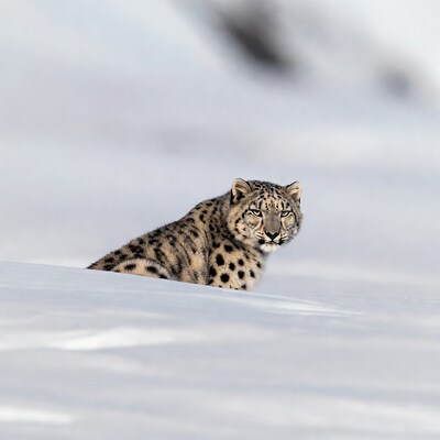 Snow Leopard in Snow