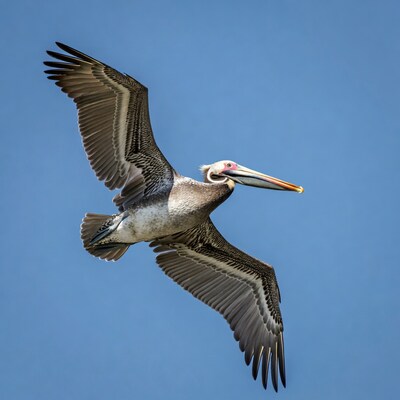 Brown pelican flying over blue sky