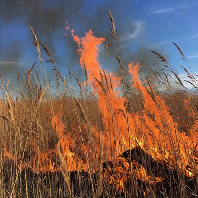 Burning Grass Field Flames