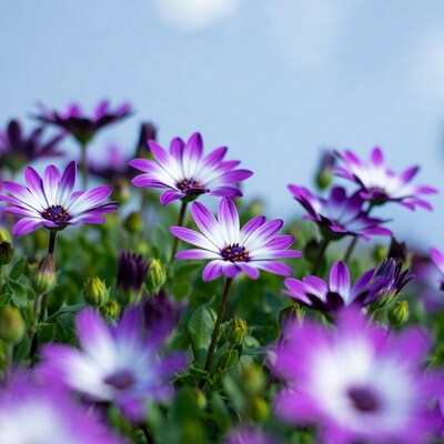 Purple Osteospermum Flowers in Field