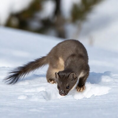 American Marten Hunting in Snow