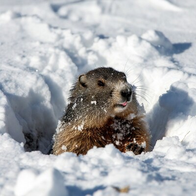 Marmot peeking from snow burrow