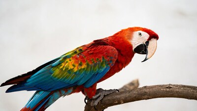 Colorful Scarlet Macaw on Branch