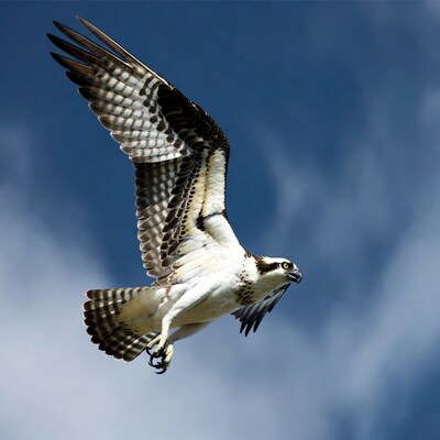 Osprey flying over blue sky