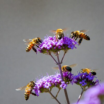 Bees pollinating purple flowers
