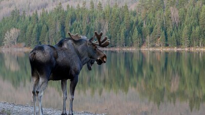 Bull Moose by Forest Lake