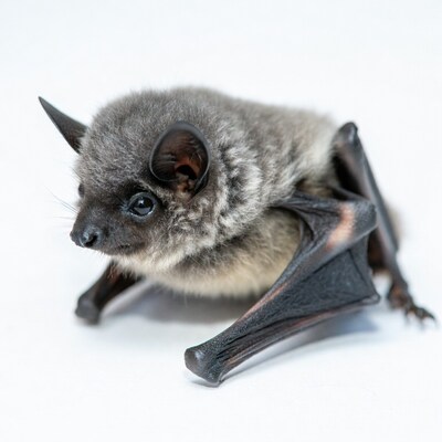 Baby bat on white background