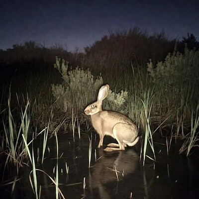 Jackrabbit standing in nighttime marsh