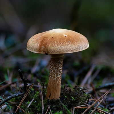 Brown Mushroom on Forest Floor