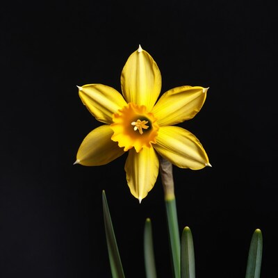 Yellow Daffodil Flower on Black Background