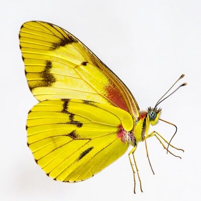 Yellow butterfly with black markings