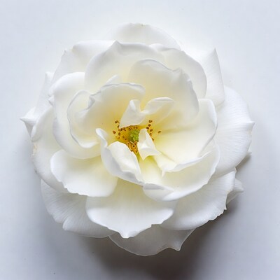 White Rose Flower Top View