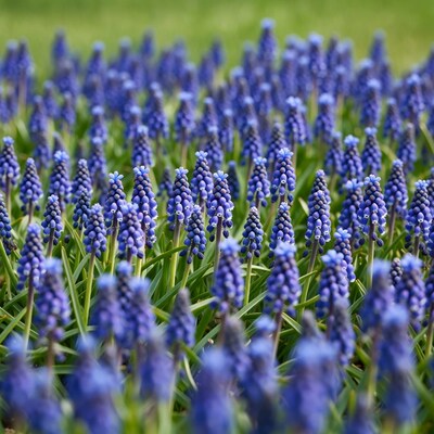 Purple Hyacinth Flowers in Green Field