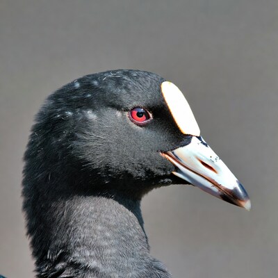 Closeup of American Coot head