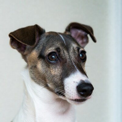 Closeup of smooth fox terrier dog