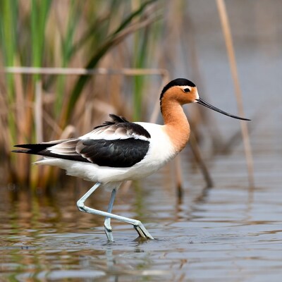 Black-necked Stilt wading in water