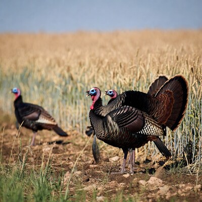 Turkeys in wheat field