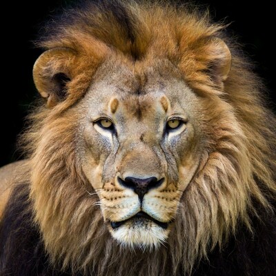 Close-up lion face with mane